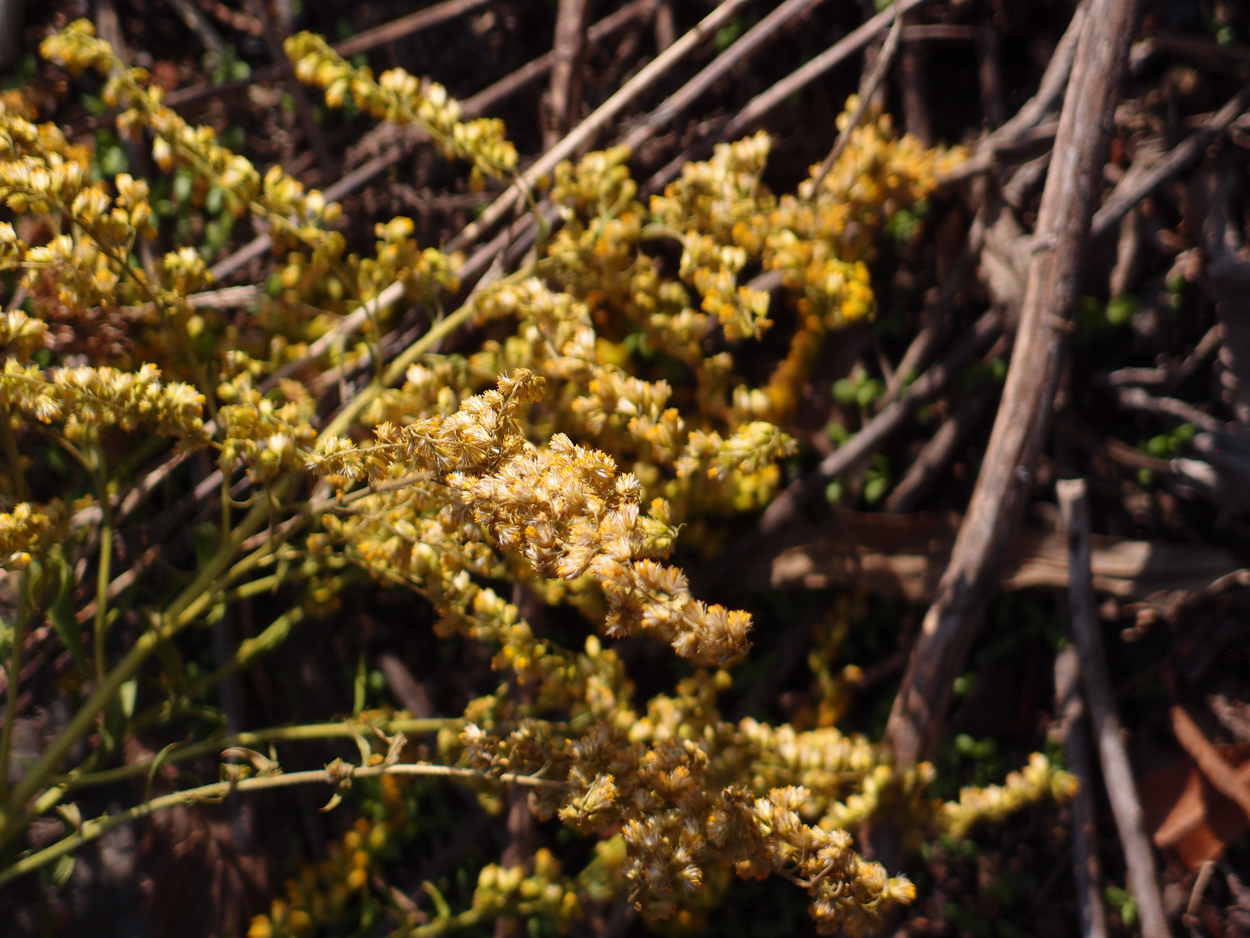 2019-10-14 Spatzen am Heckmannufer (Fieldrecording Video)